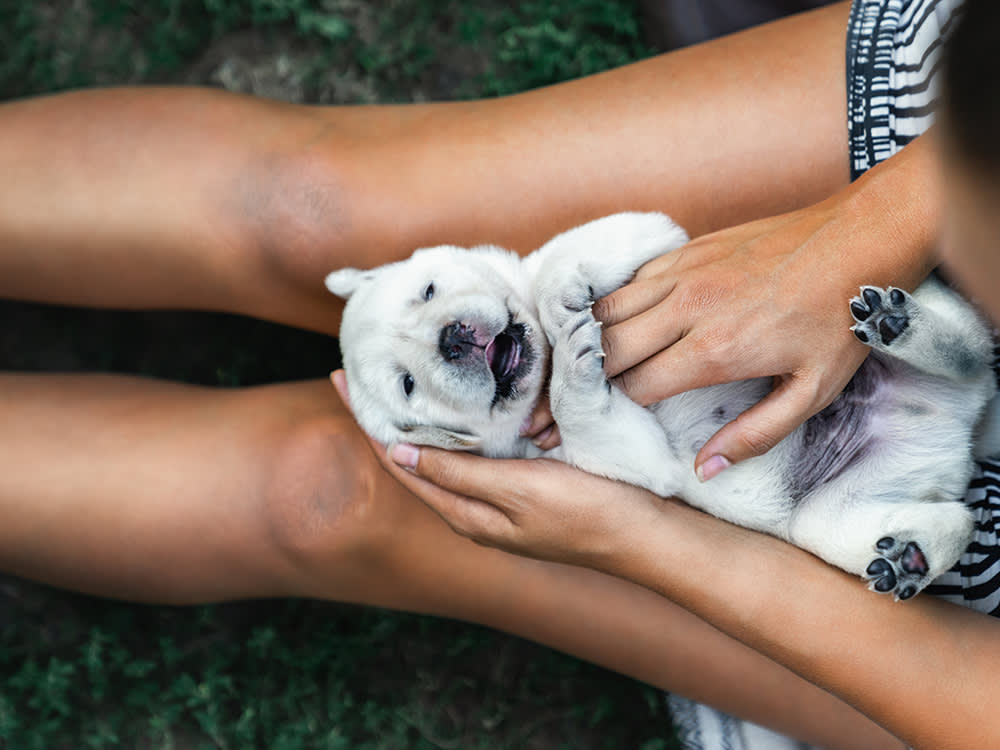 Puppy lies in owner's lap and gets a belly rub