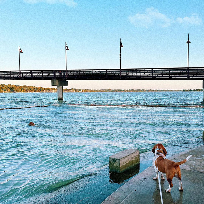 a small brown and white dog by the water at White Rock Lake Dog Park 