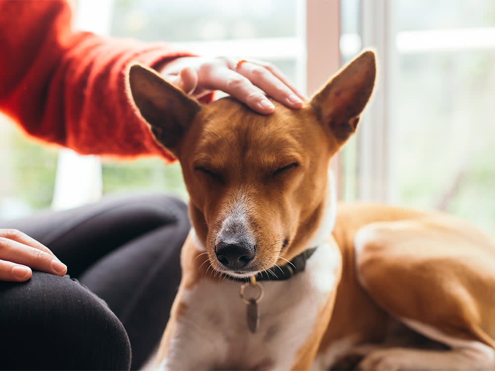 A persons hand rubbing a dogs head. 