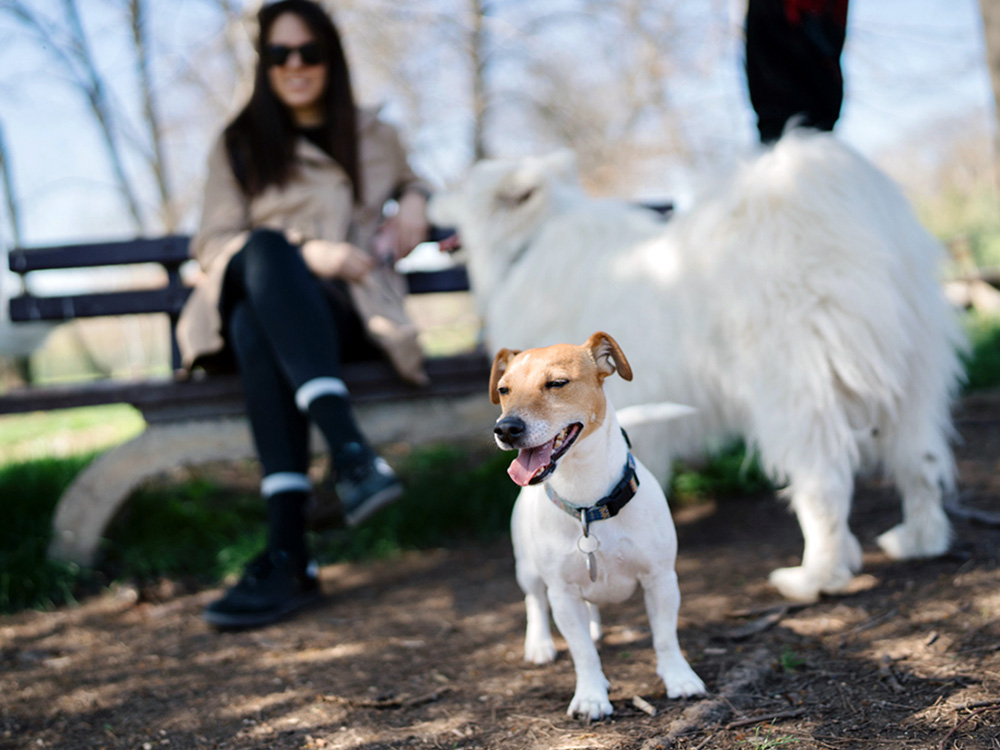 Woman petting dogs at dog park outside.