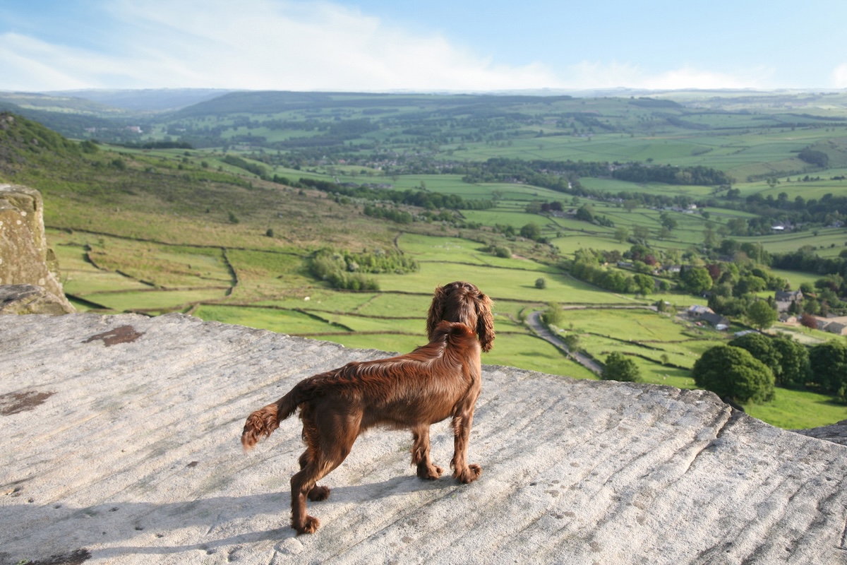a picture of a brown spaniel looking a green valley in the peak district