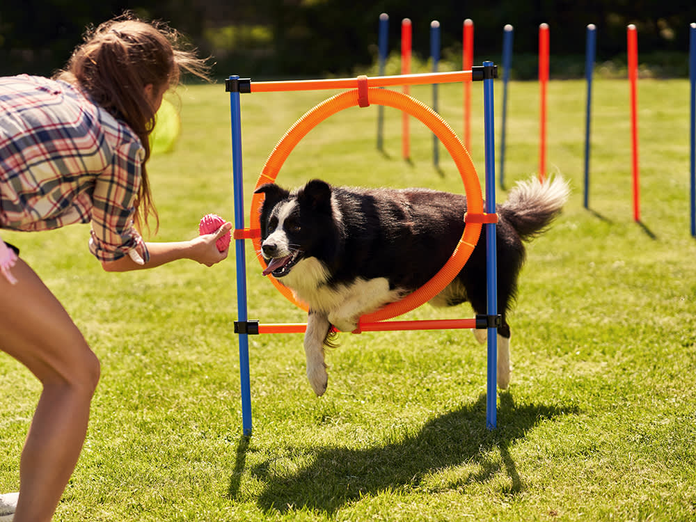 Border collie dog and a woman on an agility field