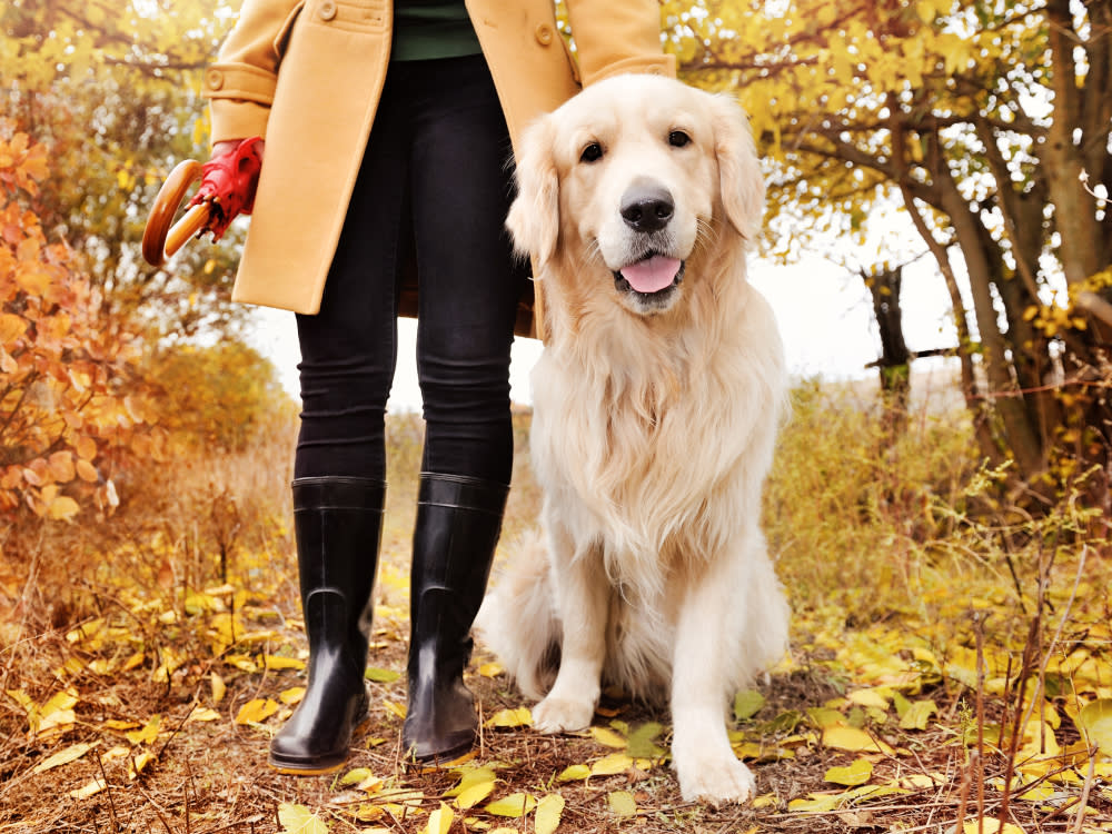 Happy golden retriever dog on a walk with owner in woodsy yellow and orange fall setting with leaves on the dirt trail.