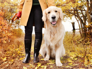 Happy golden retriever dog on a walk with owner in woodsy yellow and orange fall setting with leaves on the dirt trail.