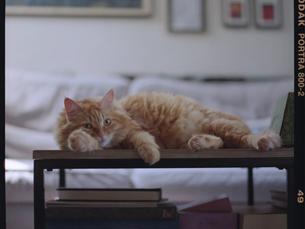 Queso, Bridget Badore's fluffy orange cat