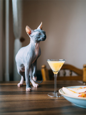 Little cat near a cocktail while sitting on the table.
