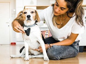 Woman brushing her dog at home.