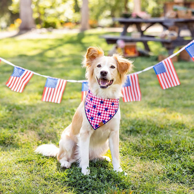 Dog wearing patriotic bandana outside.