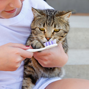 Woman brushing cat's teeth.