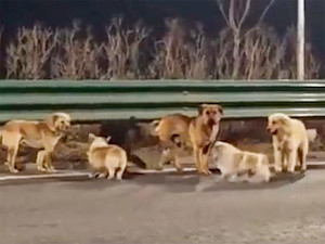 Group of Stolen Dogs Led by Corgi Escape and Trek Miles Home.