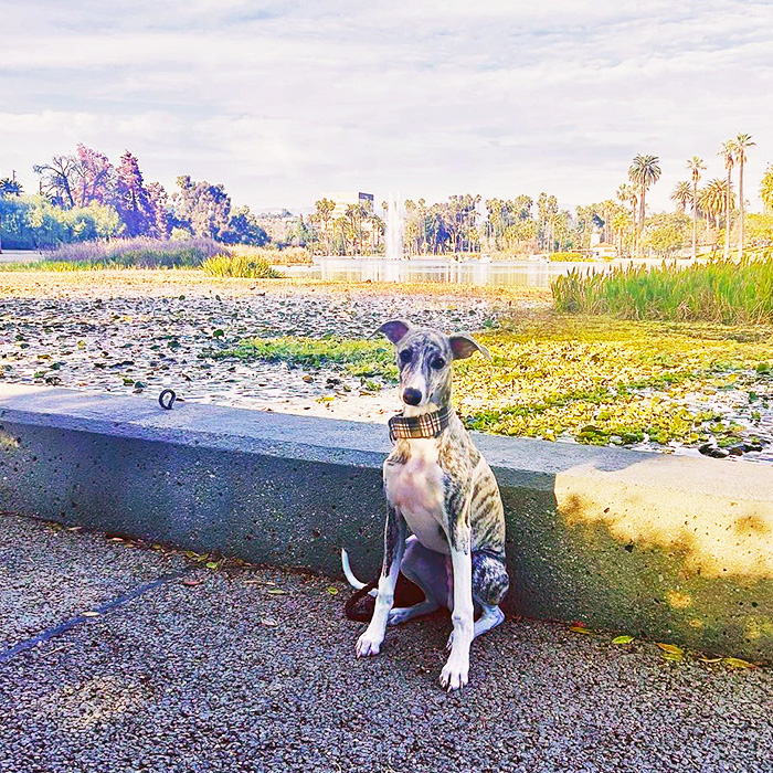 Echo Park Lake