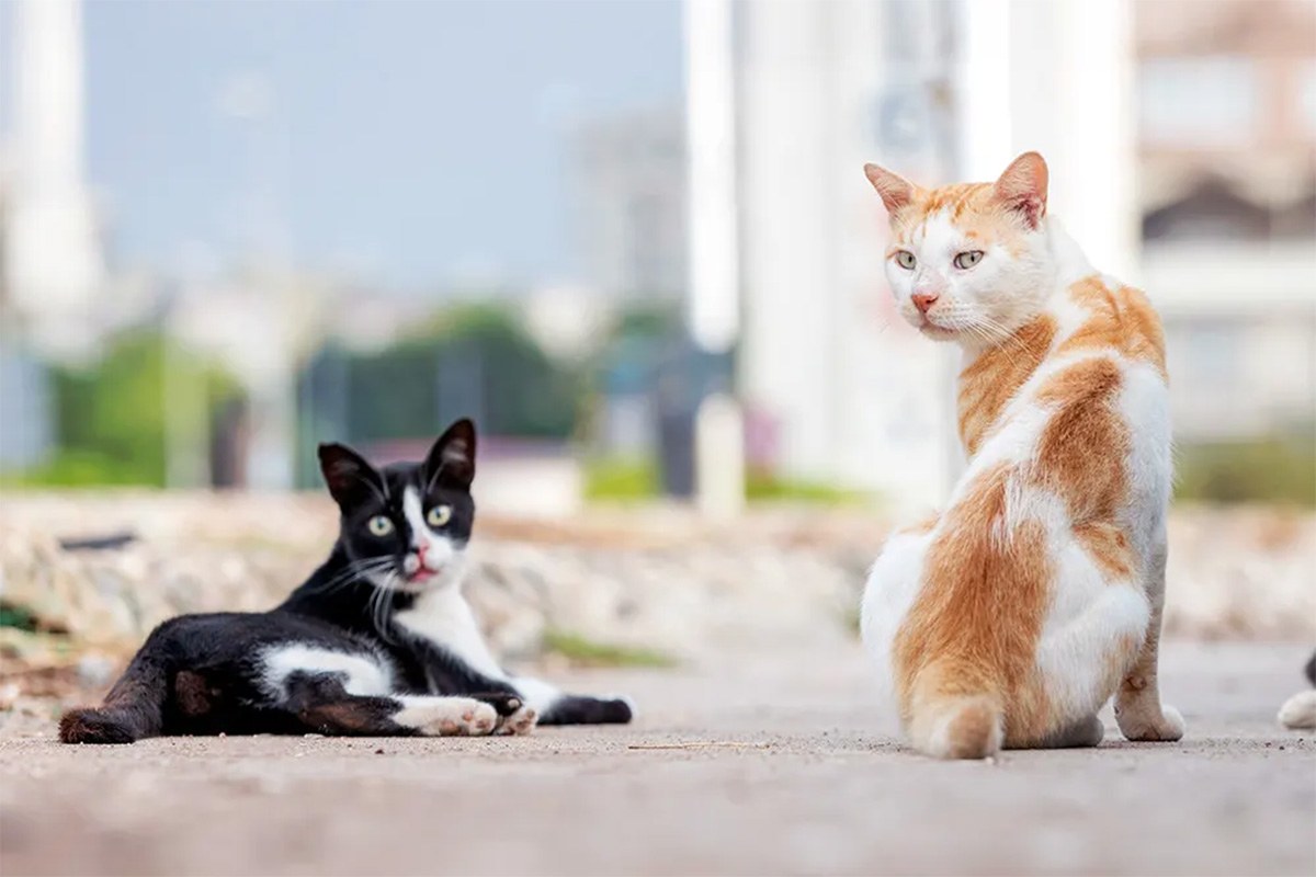 Two cats lie on a road.