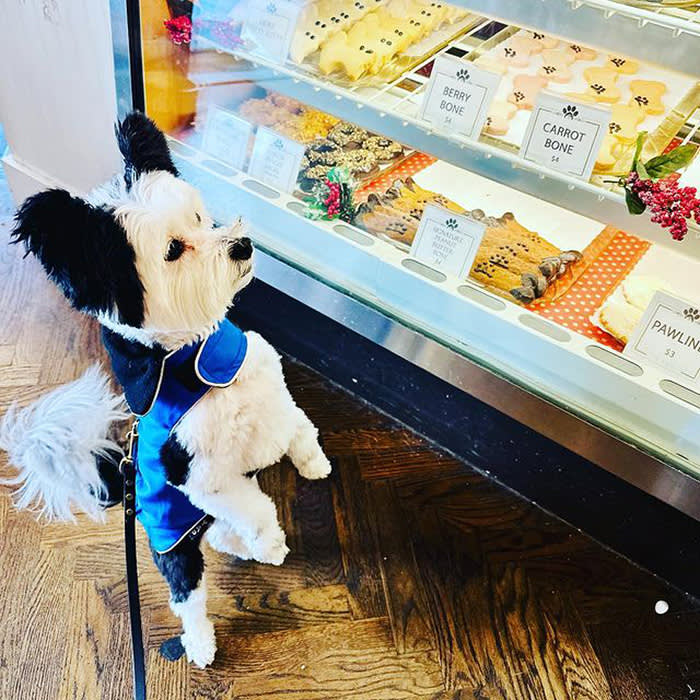 a small dog looking at treats at Le Marcel