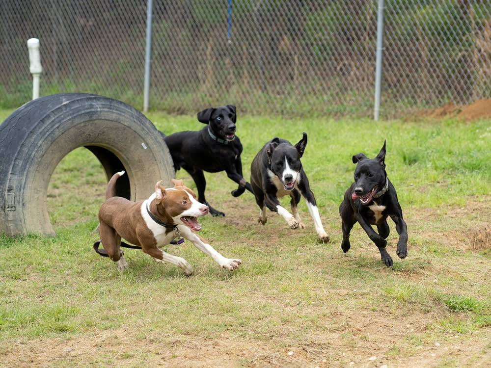 Four mixed breed dogs happily running and playing in a grassy yard with a tire sticking out of the ground