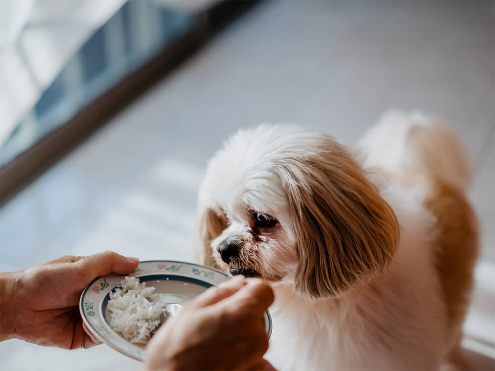 Pet owner feeding white rice to her Shih Tzu dog.