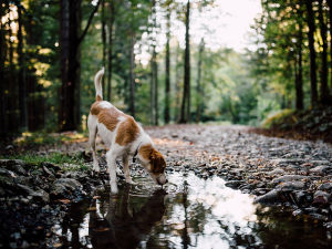 Dog drinking water from a pond in the nature 