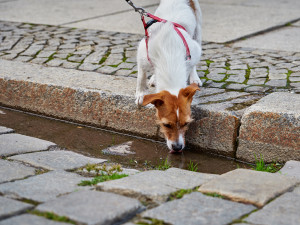 Dog drinking water from a puddle in the road