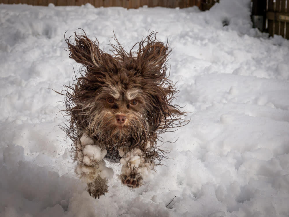 A small windswept long-haired brown dog leaping through the snow with wide eyes.