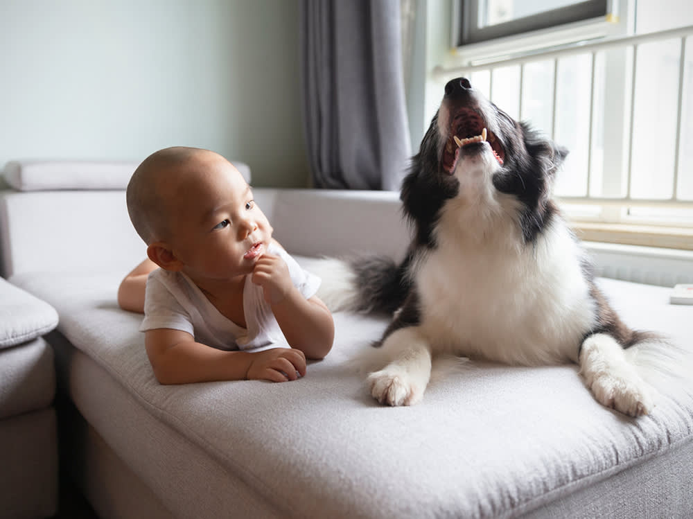 Asian baby at home with howling dog