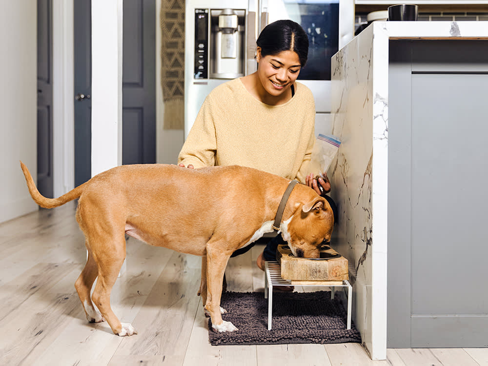 Woman feeding her large brown dog at home.
