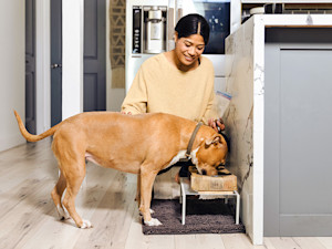 Woman feeding her large brown dog at home.