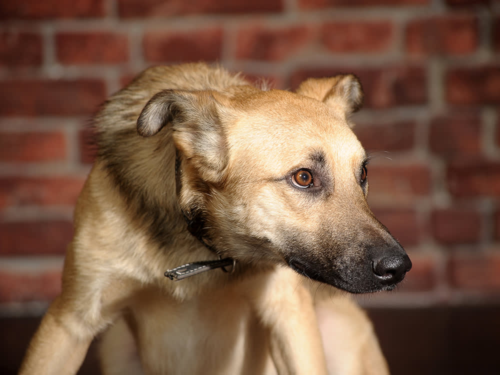 Scared tan dog against brick wall background