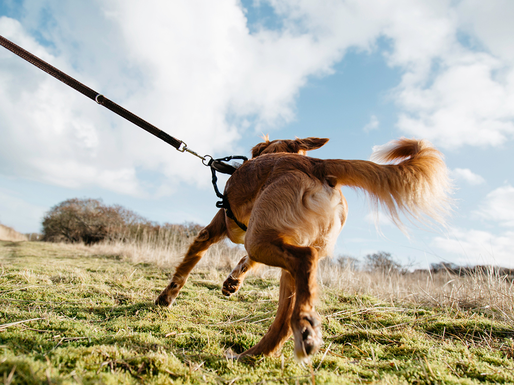 how do you know if your dog has a broken tail