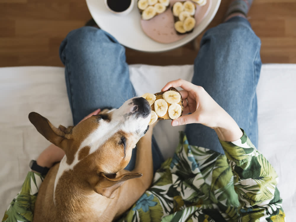 A dog eating a piece of bread with bananas and peanut butter. 