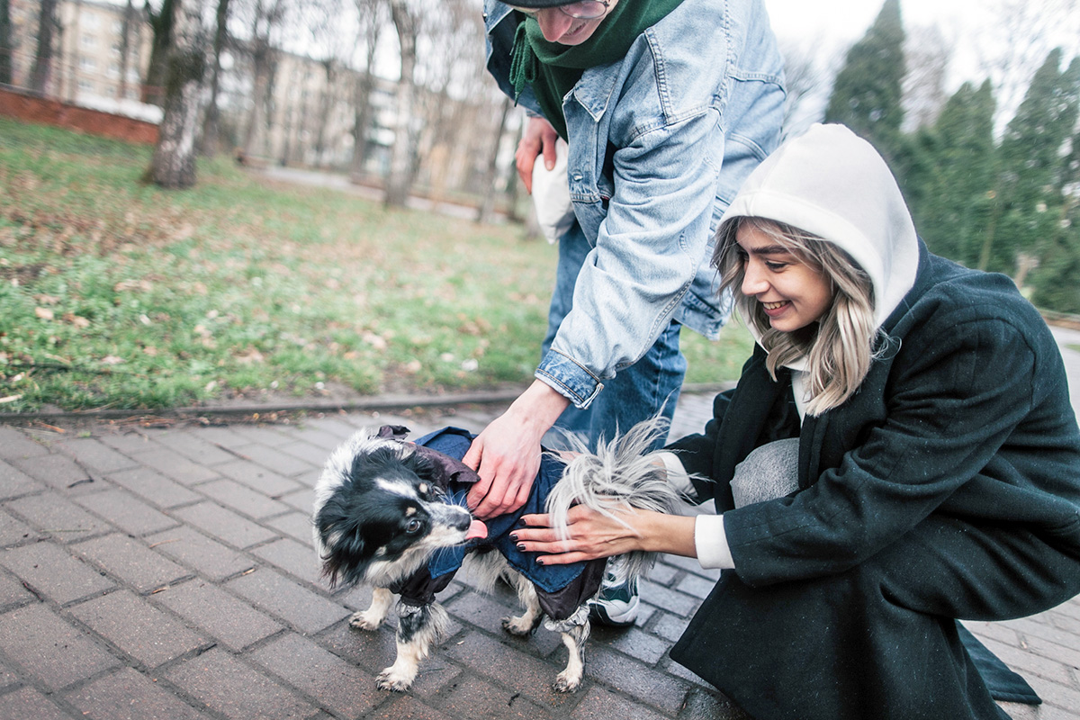 Person scratching dog's back 
