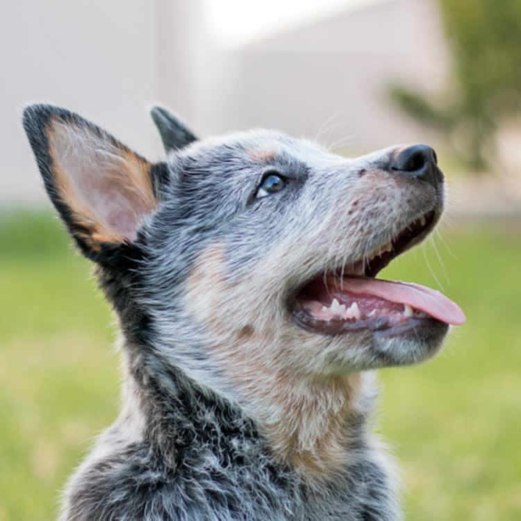 a picture of a puppy side profile with their mouth open