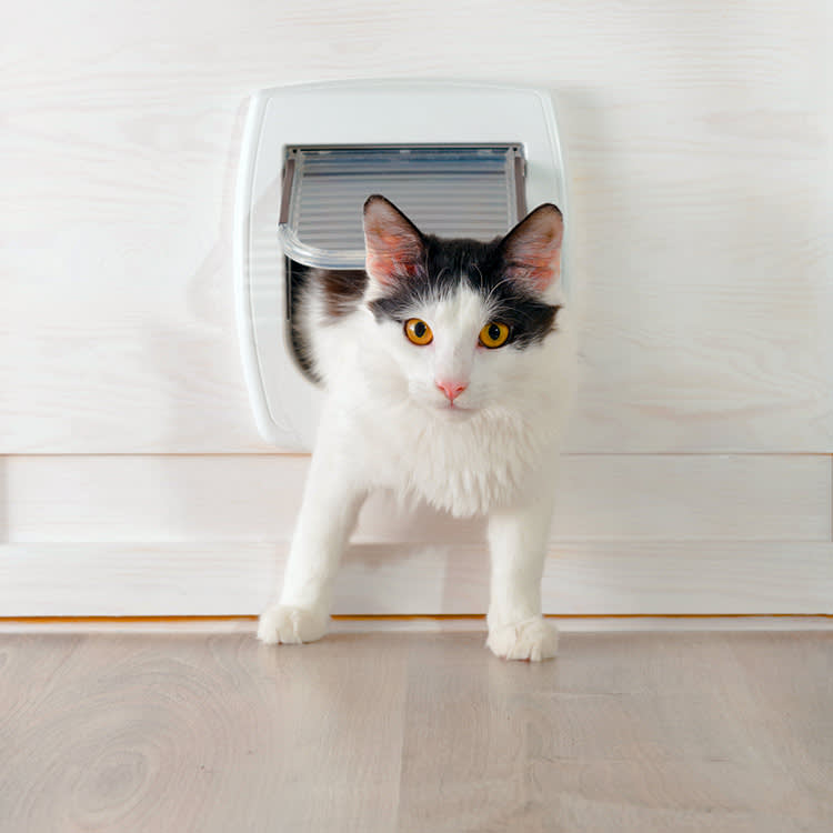 white cat with black head coming through a cat flap