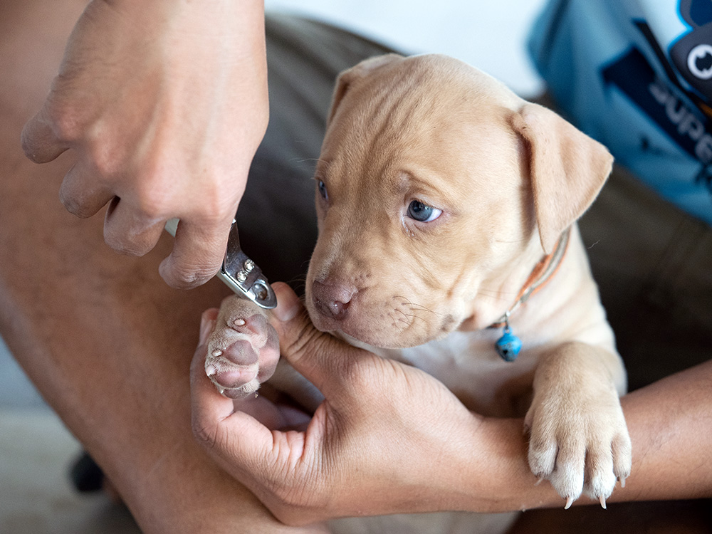 Man cutting his puppy's nails.