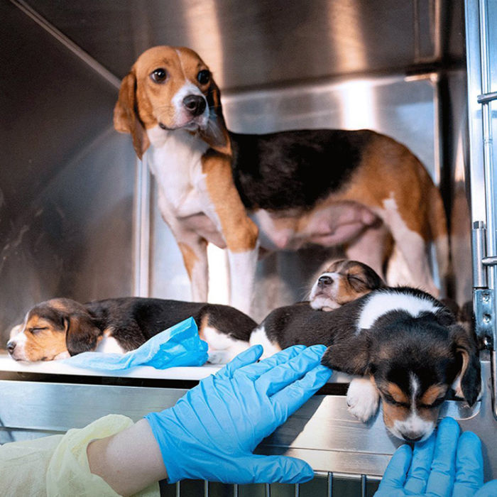 Four beagles placed in a rescue cage. 