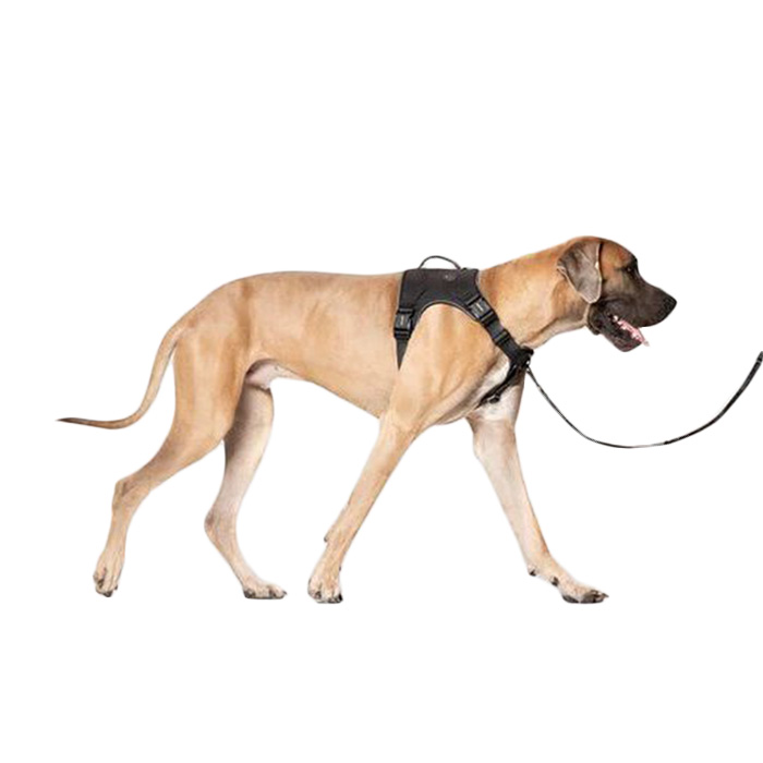 The Best Dog Harnesses Of 2025 Kinship 2024 06 13 Best Dog Harnesses Products Canada Pooch Complete Control Dog Harness R1