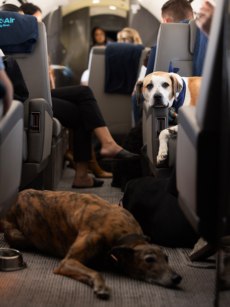 Dogs on a private jet