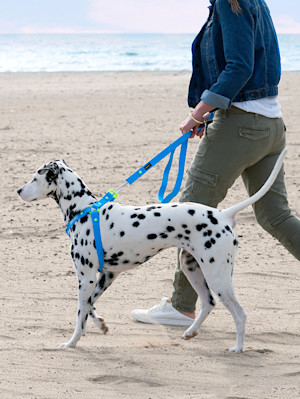 Peloton x Canada Pooch Waterproof Leash