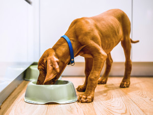 brown puppy eating food out of green bowl