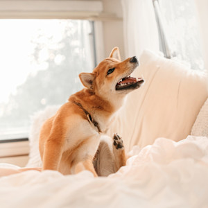 a picture of a shiba uni sitting on a bed and scratching themselves