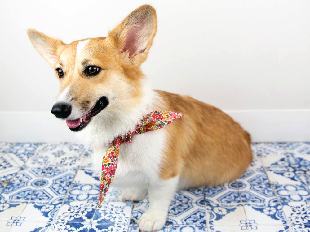 modern beast bandana