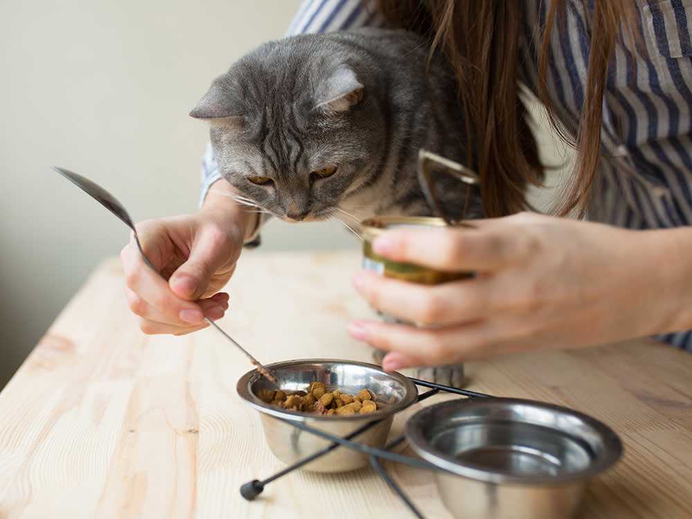 Woman feeds gray cat dry food.