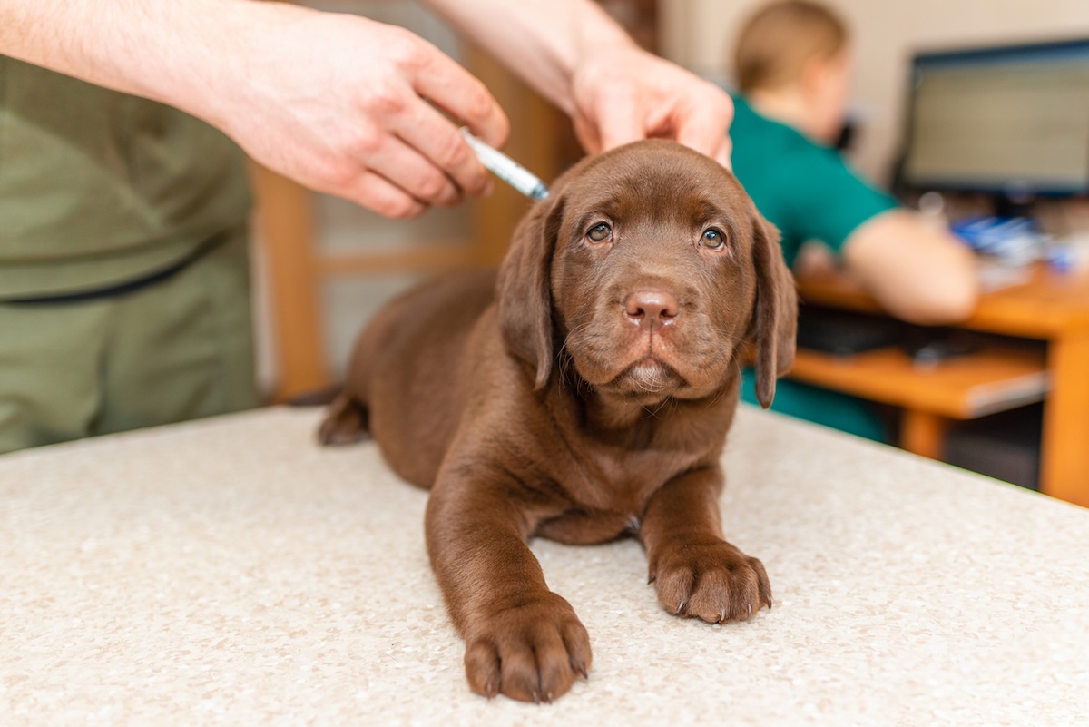 a picture of a small brown labrador puppy getting an injection from an unseen man in green scrubs