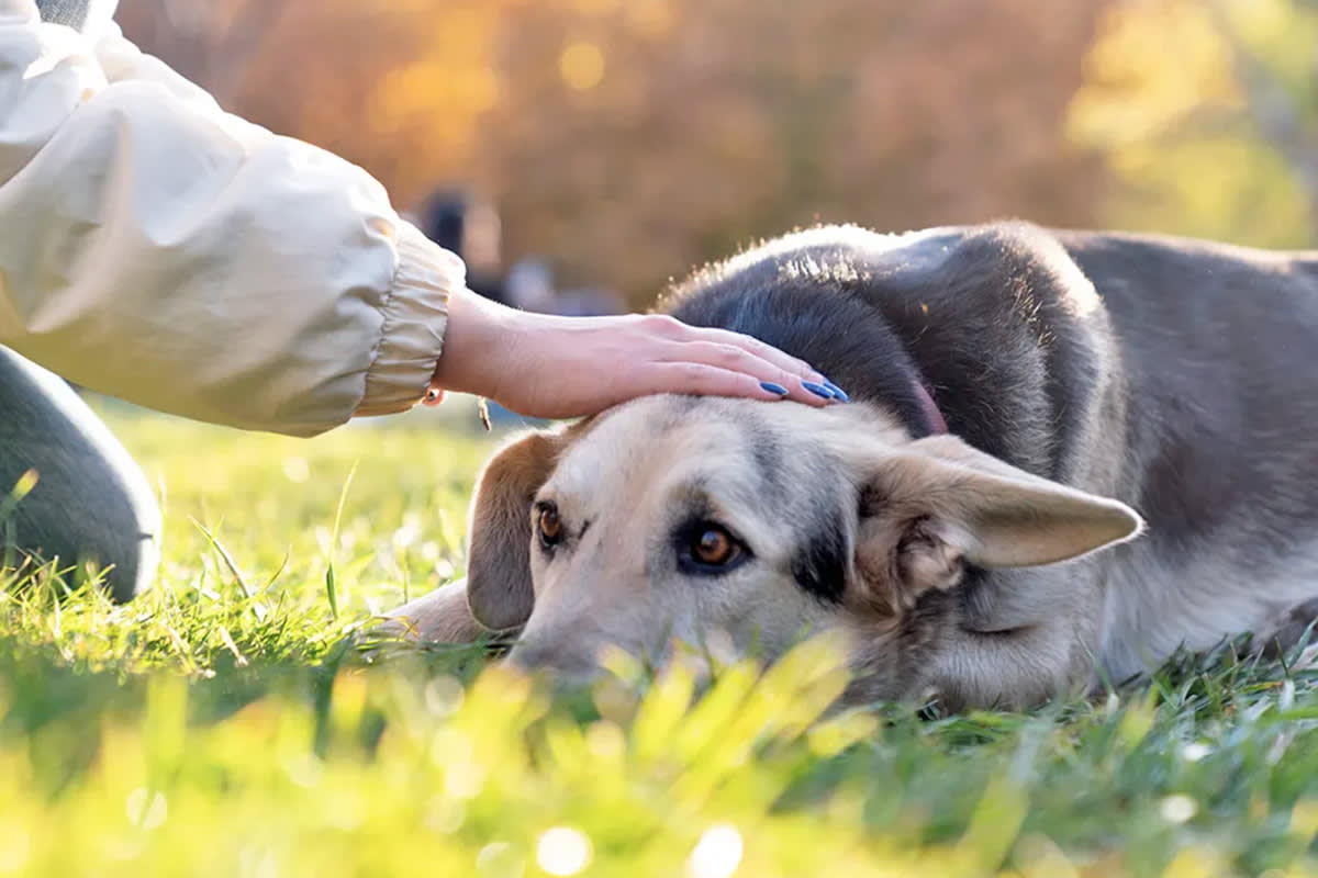 dog being pet while lying in grass