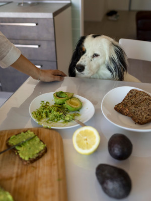 A woman preparing avocado toast, while the dog is waiting for food.