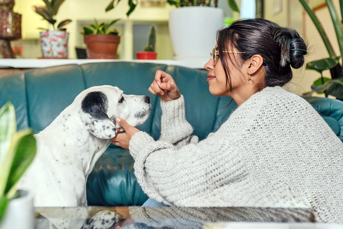 Person touching a dog's nose