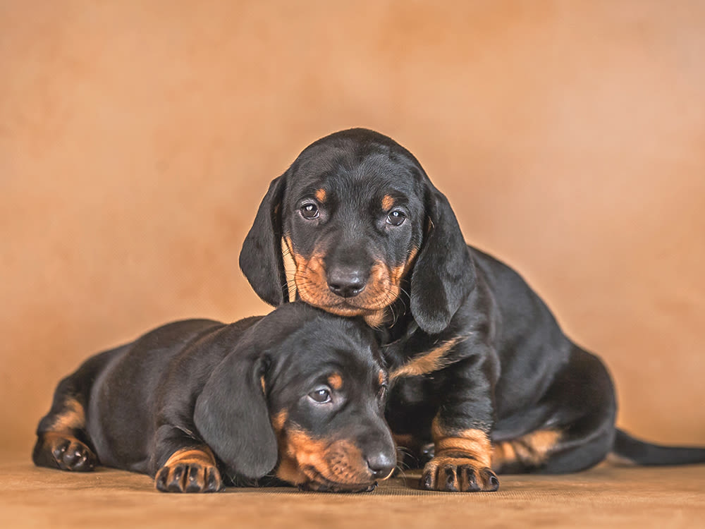 Two puppies laying together on a studio backdrop