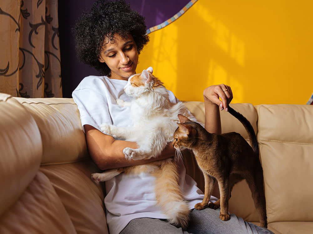 Curly afro woman stroking her bonded cats on the couch in living room