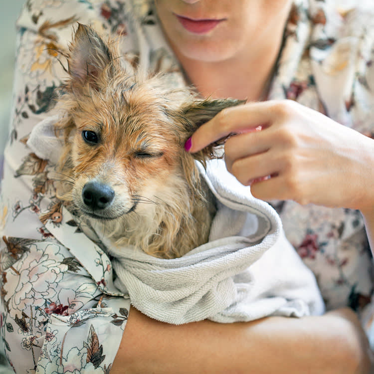 Woman cleaning her dog's ears.