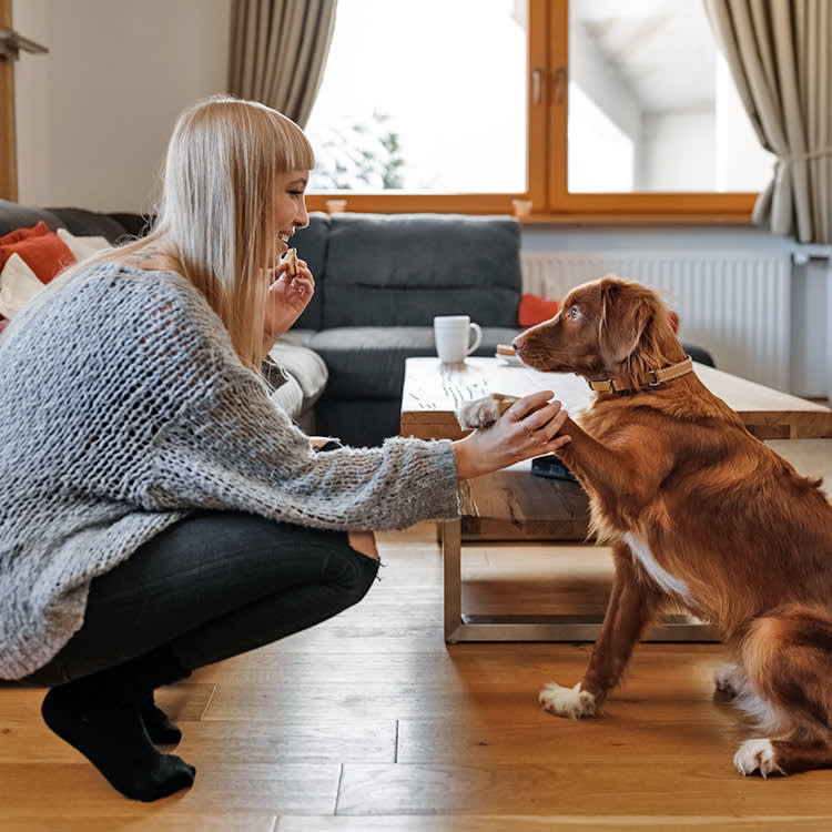 Woman teaching her dog to give his paw.