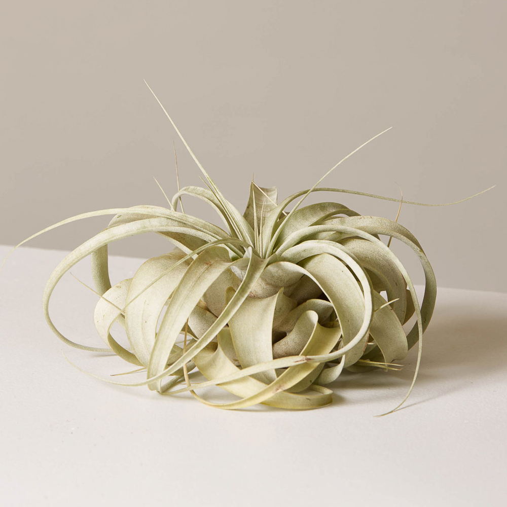 Xerographica Airplant