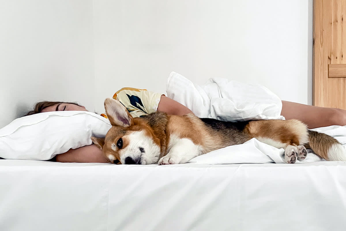 Person sleeping in bed with dog